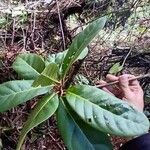 Beilschmiedia latifolia ഇല