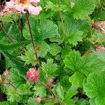 Geum coccineum برگ