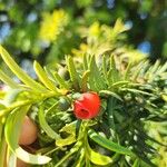 Taxus baccata Fruit