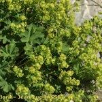 Alchemilla fissa Vekstform