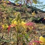 Caesalpinia gilliesii Outro