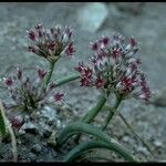 Allium monticola Floare