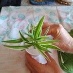 Chlorophytum comosum Leaf
