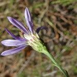 Galatella sedifolia Flower