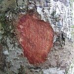 Sleumerodendron austrocaledonicum Corteza