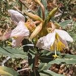 Oenothera pallida ফুল