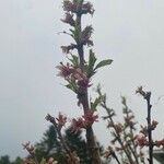 Prunus prostrata Λουλούδι