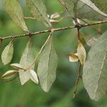 Combretum celastroides Blatt