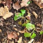 Pyrola elliptica Лист