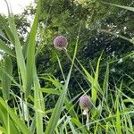 Allium sphaerocephalonफूल