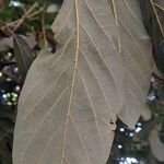 Persea americana Leaf