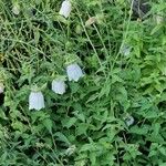 Codonopsis clematidea Flower