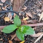 Persicaria pensylvanica Leaf