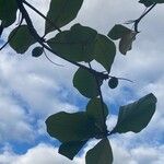 Terminalia catappa Fruit