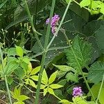 Verbena bonariensis Õis