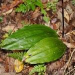 Chrysoglossum ornatum Leaf