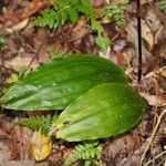 Chrysoglossum ornatum Hoja