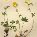 Potentilla pyrenaica Habit