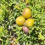 Juniperus phoenicea Fruit