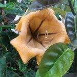 Solandra maxima Blüte