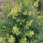 Cestrum parqui অভ্যাস