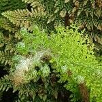 Polystichum setiferum