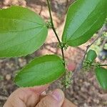 Celtis iguanaea