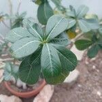 Adenium multiflorum Leaf