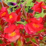 Begonia cucullata Blüte