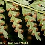 Culcita macrocarpa その他の提案