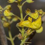 Coleus esculentus Flower