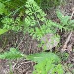 Chaerophyllum tainturieri Blatt