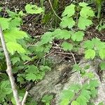 Viburnum acerifolium Blatt