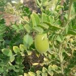 Cicer arietinum Fruit