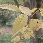 Zelkova serrata Leaf