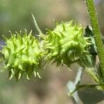 Medicago rigidula Fruit