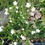 Moehringia ciliata Flower