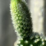 Opuntia microdasys 叶