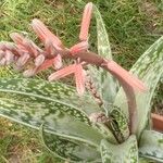 Aloe variegata Flower