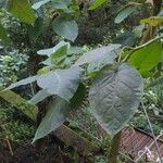 Solanum betaceum Leaf