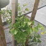 Ginkgo bilobaFolla