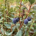 Vaccinium uliginosum Плод