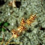 Cenchrus longispinus Fruit