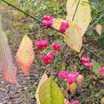 EuonymusFruit