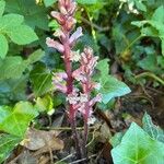 Orobanche hederae Blomma