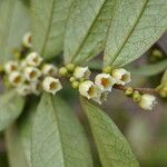 Eurya acuminata Flower