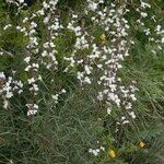 Erysimum semperflorens Sonstige