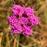 Carphephorus pseudoliatris Flor