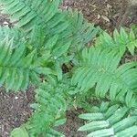 Dryopteris cycadina Leaf