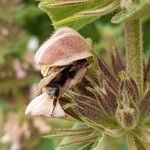 Phlomis samia Blodyn